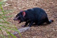 Dabel medvedovity - Sarcophilus harrisii - Tasmanian Devil o9475